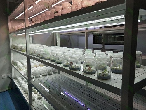 伊宁市植物组织培养实验室设计建设方案